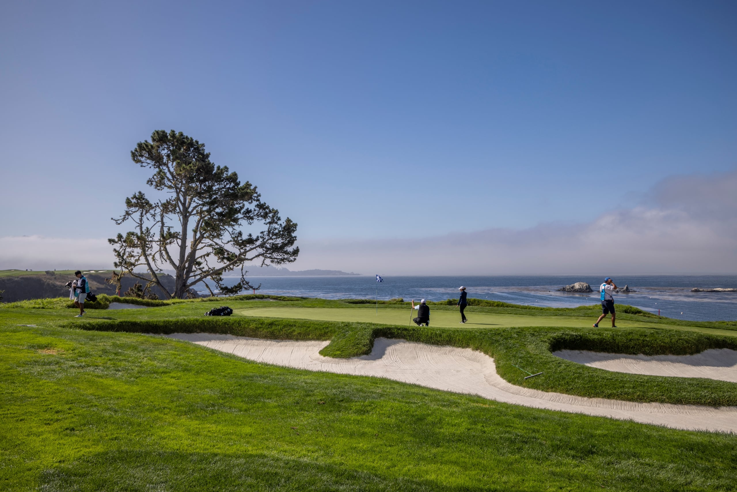 Golfers and caddies on a bright green near a large cypress tree and deep bunkers along the ocean